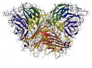 Invertase