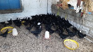 Pure kadaknath chicks