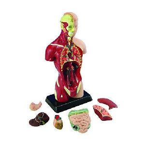 Human Anatomical Models