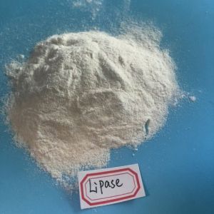 Lipase Enzyme Powder