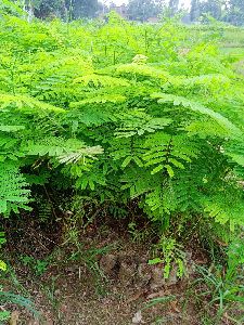 Gulmohar Plant