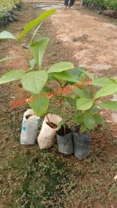 Teak Plant