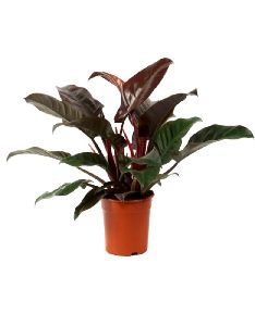 Philodendron Red Plant with 4 Inch Nursery Pot