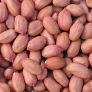 Kalyani Groundnut Seeds