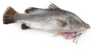 Fresh Sea Bass