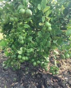 Seedless Lemon Plant