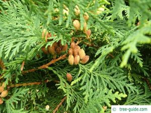 THUJA WOOD OIL