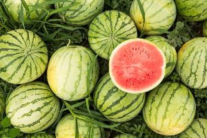 Watermelon Seed Oil