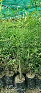 Oliveri bamboo rizhom plants