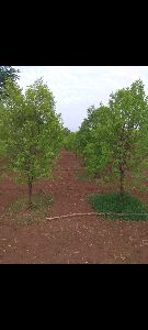 White Sandal Wood Trees