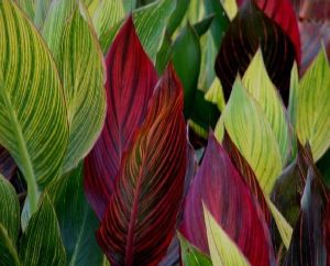 Canna Variegated Leaves