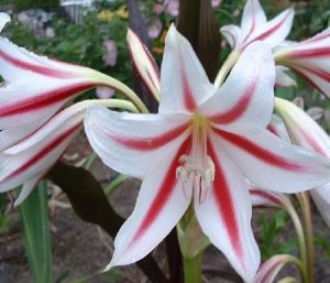 Crinum Bulbs