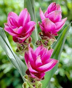 Curcuma Bulbs