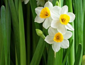 daffodil bulbs