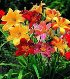 Daylily Bulbs