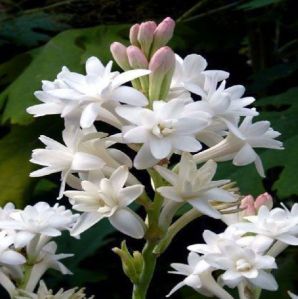 Double Tuberose Bulbs