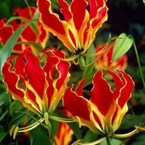 Gloriosa Bulbs