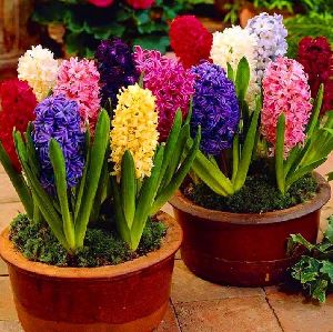 hyacinth bulbs