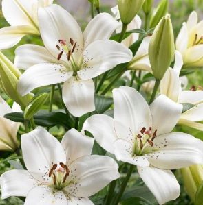 Lilium Asiatic Bulbs