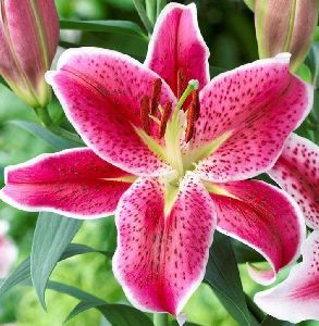 Lilium Oriental Bulbs