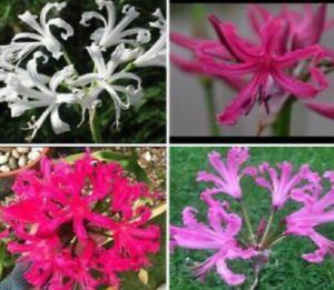 Nerine Lily Bulbs