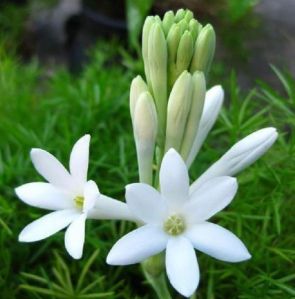 Single Tuberose Bulbs