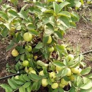 Taiwan Pink Guava Plants