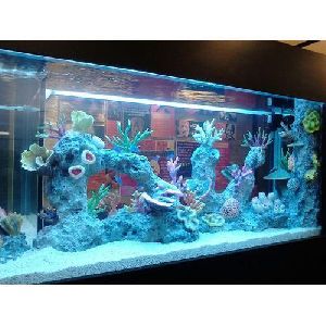 Freshwater Aquarium