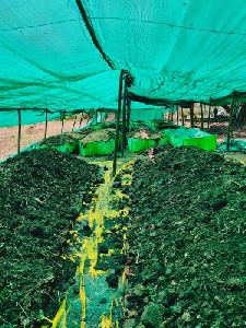 Powder Organic Green Manure