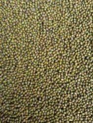 Organic Moong Seeds