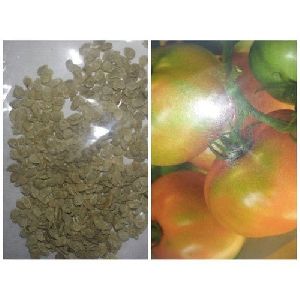 Organic Tomato Seeds