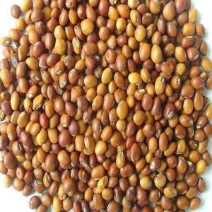 Pigeon Pea Seed