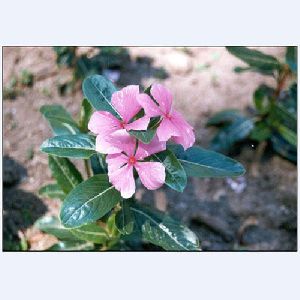 Vinca Rosea plant