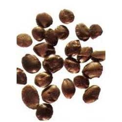 Zizyphus Seeds