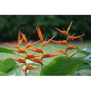 Heliconia Latispatha