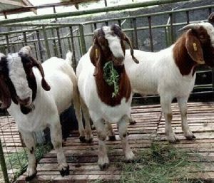 Spotless Doper sheep and Boer Goat