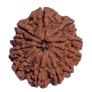 11 Mukhi 4.500grams 25.62 mm Heavy Piece Natural Rudraksha