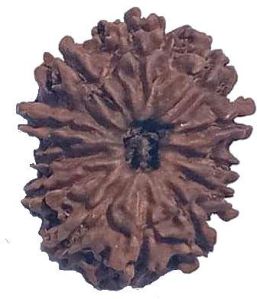 12 Mukhi 23.69 mm Natural Nepal Rudraksha