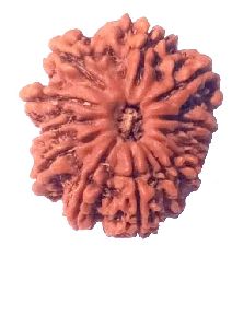 12 Mukhi 25.20 mm Natural Nepal Rudraksha