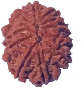 12 Mukhi 26.62 mm Natural Nepal Rudraksha