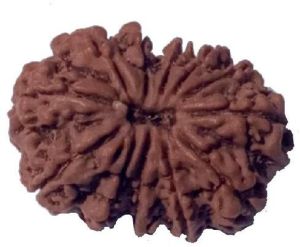 12 Mukhi 27.82 mm Natural Nepal Rudraksha