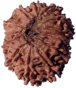 13 Mukhi 21.60 mm Size Natural Nepal Rudraksha