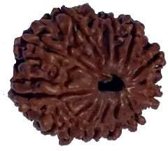 13 Mukhi 23.20 mm Size Natural Nepal Rudraksha