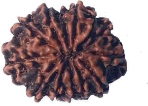 13 Mukhi 23.63 mm Size Natural Nepal Rudraksha