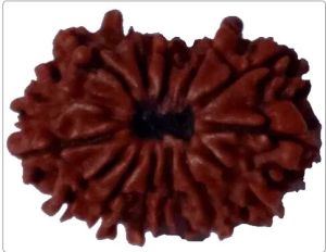 14 mukhi 23.75 mm Size Natural Nepal Rudraksha