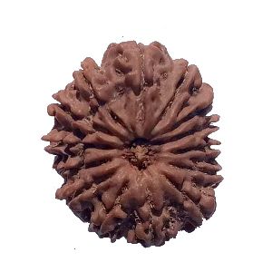 14 Mukhi 28.33mm Size Heavy 6.140 Grams Natural Nepal Rudraksha