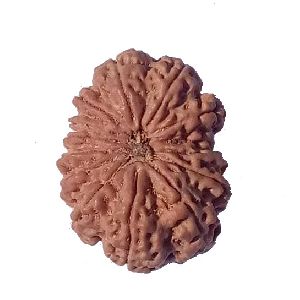 14 Mukhi 33.14 Mm Size 7.650 Gm Heavy Bead Natural Nepal Rudraksha