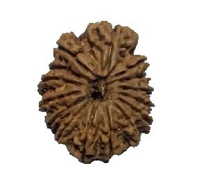 15 Mukhi 26.04 Mm Size Natural Nepal Rudraksha