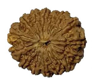 15 Mukhi 28.15 Mm Size Natural Nepal Rudraksha