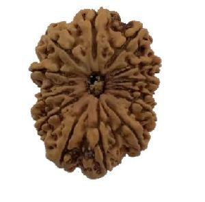 15 Mukhi 31.40 Mm Size Natural Nepal Rudraksha